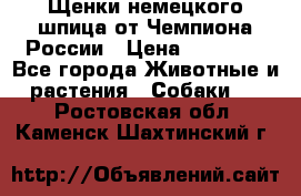 Щенки немецкого шпица от Чемпиона России › Цена ­ 50 000 - Все города Животные и растения » Собаки   . Ростовская обл.,Каменск-Шахтинский г.